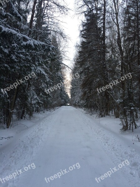 Winter Winter Road Trees Cold Tree