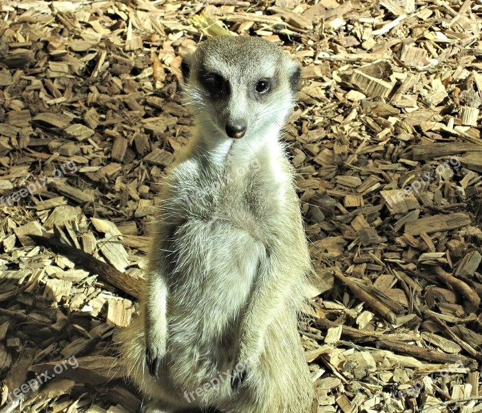 Meer Cat Mongoose Family Canada Zoo Park