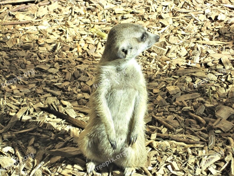 Meer Cat Mongoose Family Zoo Canada Free Photos