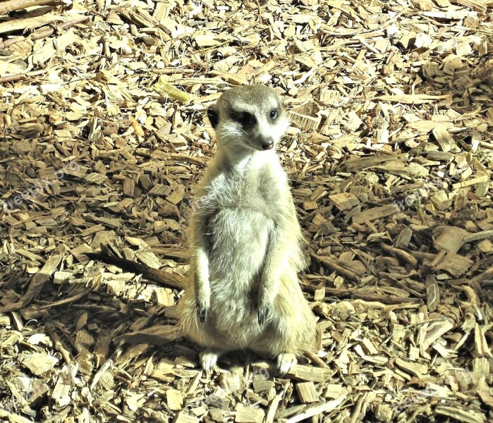 Meer Cat Mongoose Family Habitat Zoo Canada