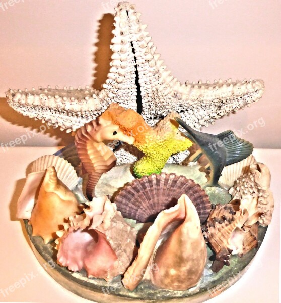 Authentic Sea Shells Star Fish Atlantic Ocean Ornament Free Photos