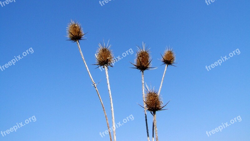 Szamárkóró Dry Plant Blue Sky Nature Free Photos