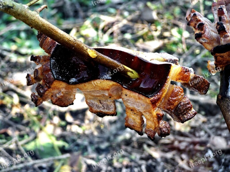 Barbecue Bacon Spit Nature Free Photos