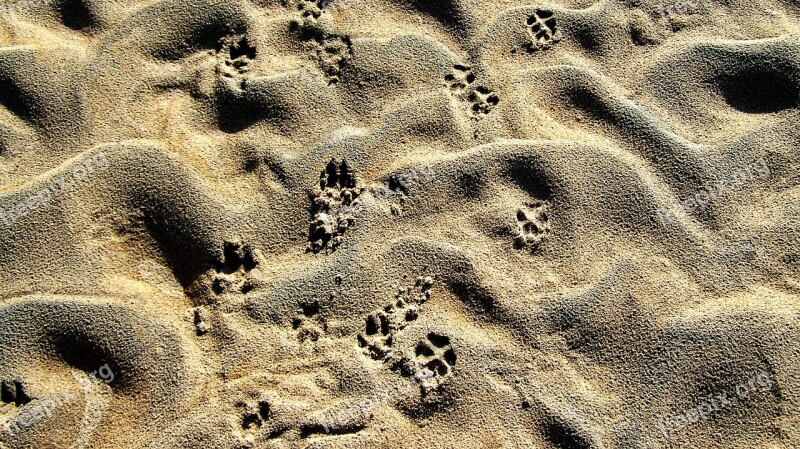 Drava Shelf Animal Footprints Gray Sand Free Photos