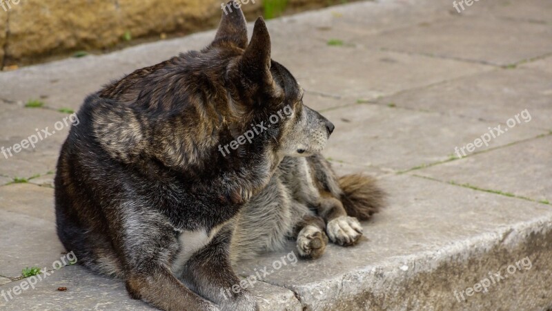 Dog Street Free-ranging Urban Dog Outdoor Homeless