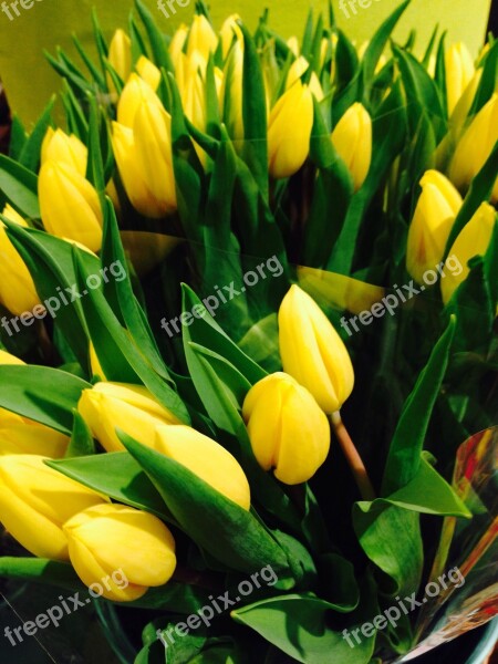 Tulips Flowers Yellow Spring Aroma