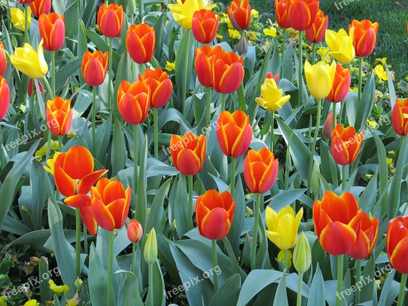 Flowers Tulips Macro Floral Blooming