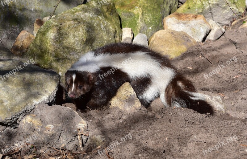 Skunk Mammal Black And White Animal Zoo