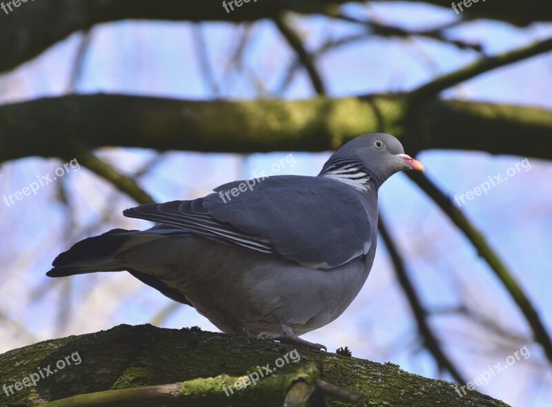 Dove Pine Chaps Pigeon Birds Bird City Pigeon