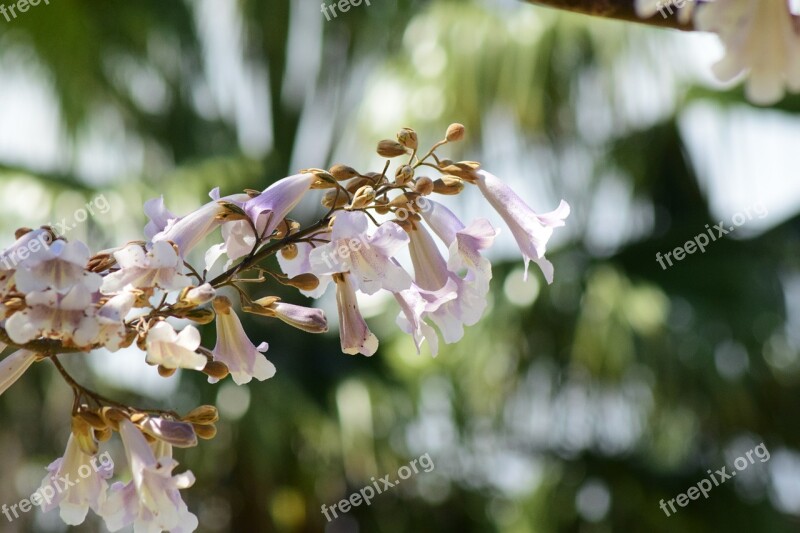 Closeup Nature Natural Color Plant