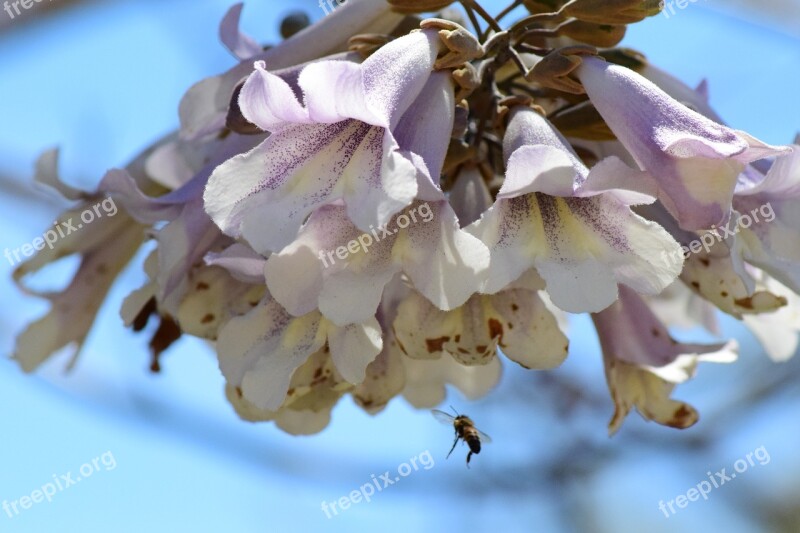 Bee Nature Honey Insect Food