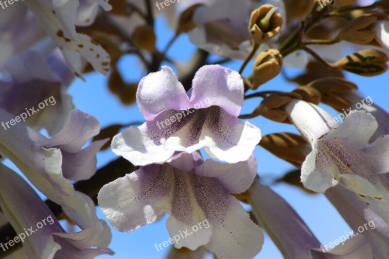 Flowers Nature Plant Spring Floral