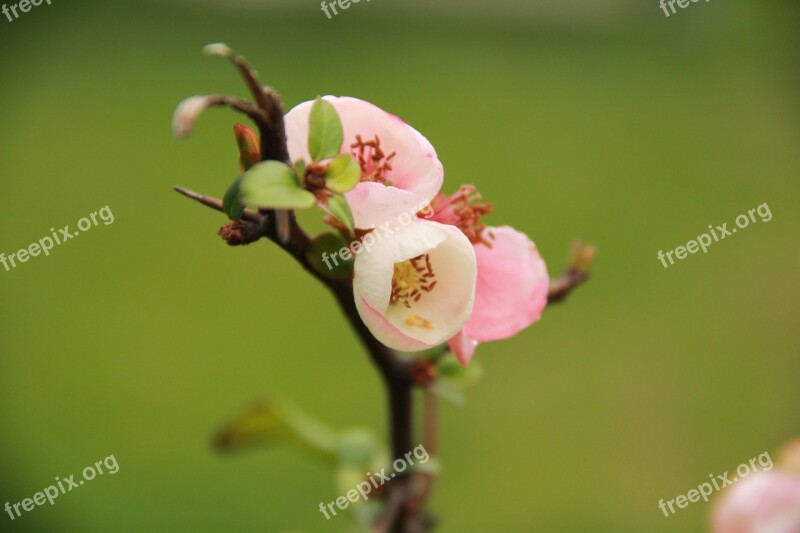 Flower The Scenery Squid Free Photos