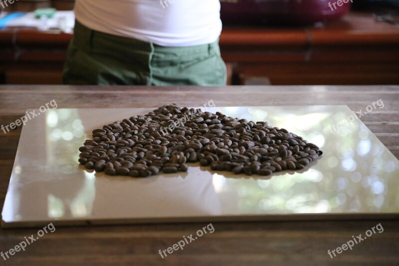 Raw Cocao Nibs Chocolate Farm Organic Nutrition