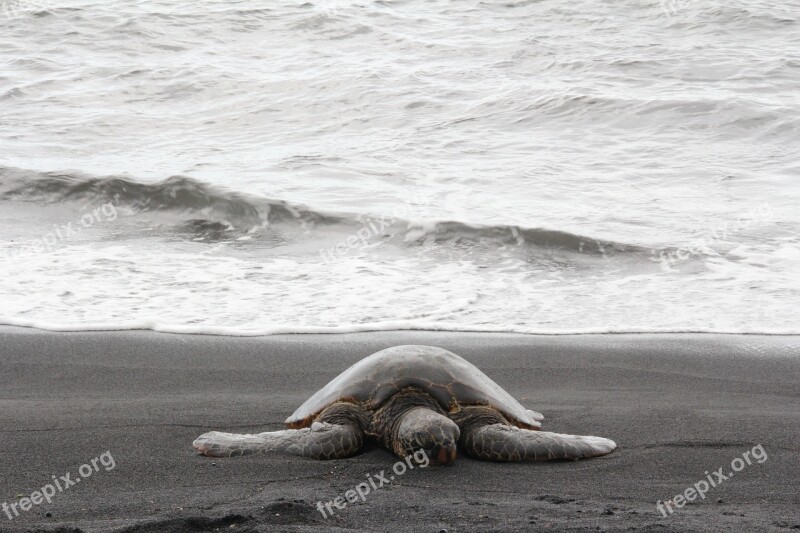 Sea Turtle Hawaii Marine Beach Endangered