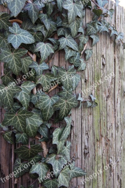 English Ivy Ivy Vine Climbing Creeper