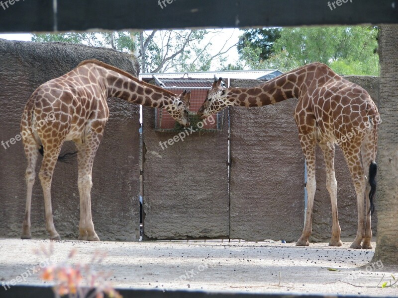 Giraffe Zoo Eat Free Photos