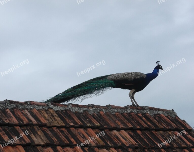 Peacock Rooftop Bird Animal House