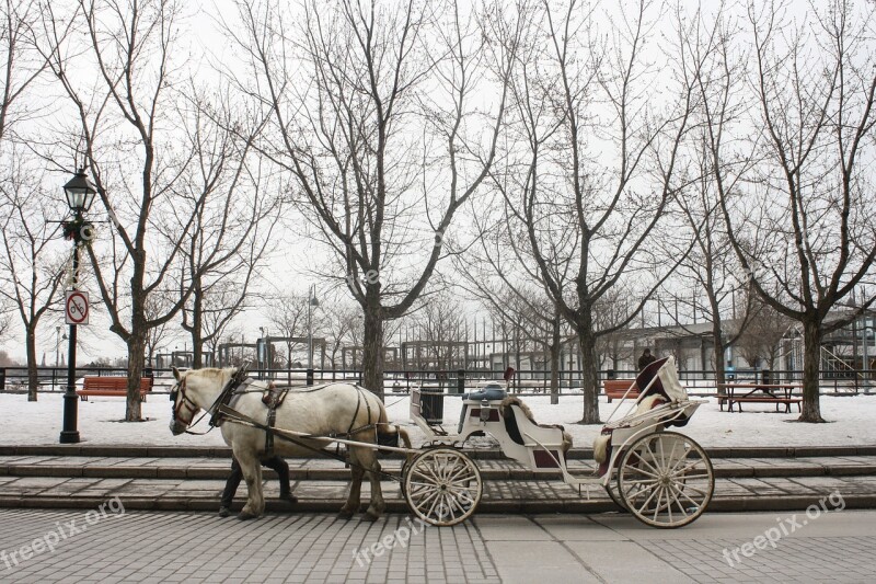 Horse Carriage Montreal Princess Queen