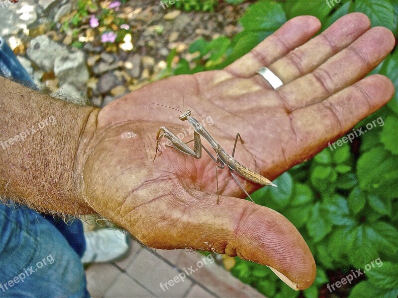 Hand Mantis Insect Free Photos