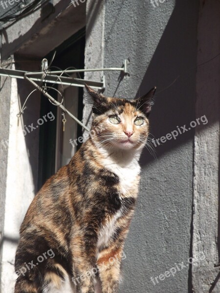 Lisbon Bairro Alto Cat Free Photos