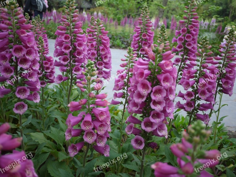 Flowers Daylight Plant Nature Bloom