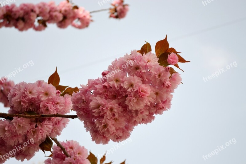 Flowering Cherry Flower Sakura Free Photos