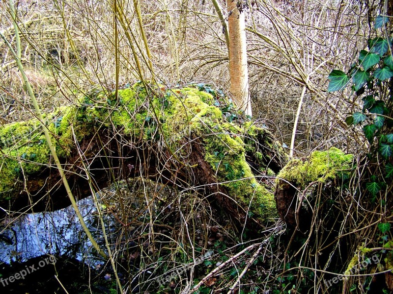 Fallen Tree Wild Nature Moss Water Free Photos