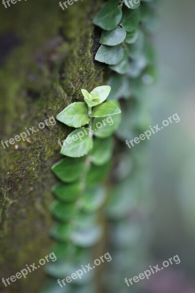 Greenery Spring Tree Flag Plant