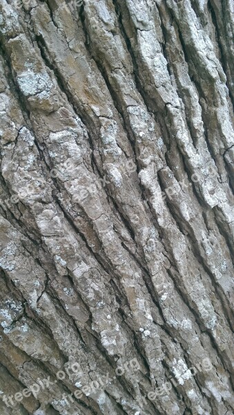 Tree Trunk Texture Brown Surface Wooden