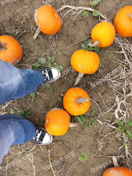 Pumpkins Fall Autumn Shoes Converse