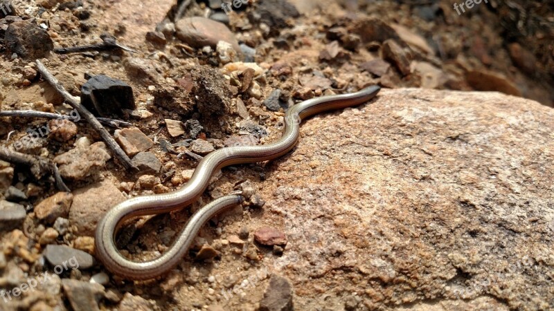 Blindworm Lizard Legless Reptile Animal