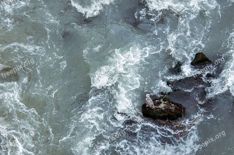 Seagull River Water Stones Wave