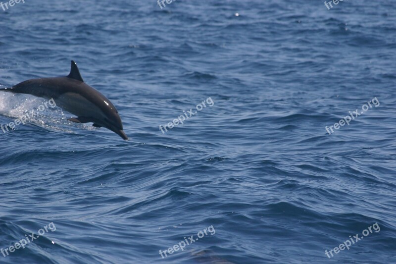 Dolphin Water America Holiday Nature