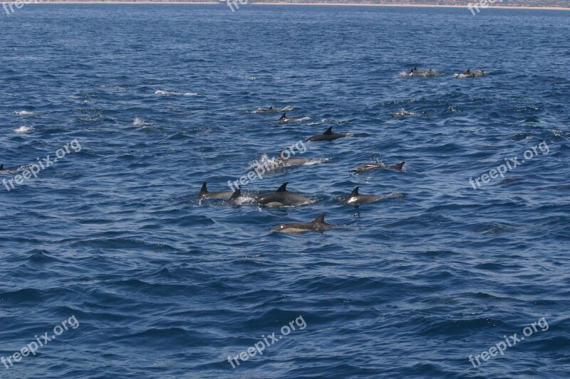 Dolphin Water America Holiday Nature