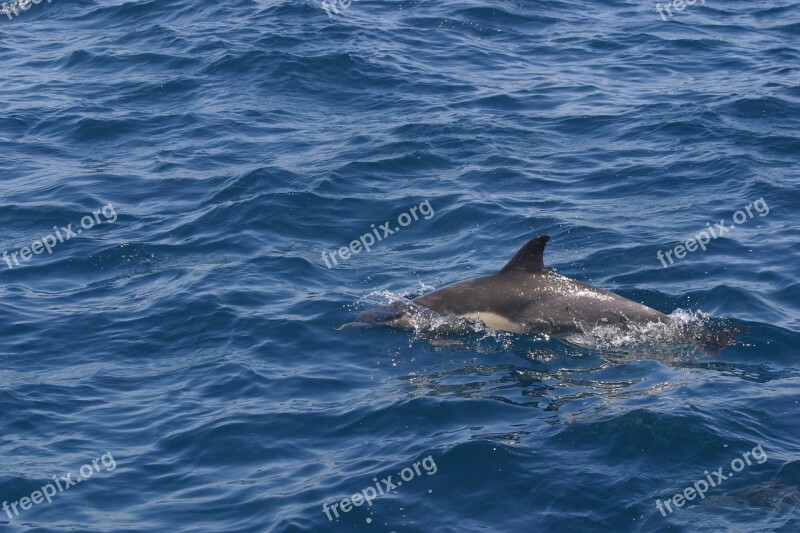 Dolphin Water America Holiday Nature