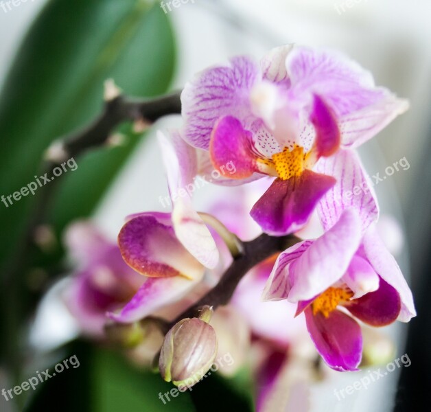 Orchid Flower Plant Green Purple