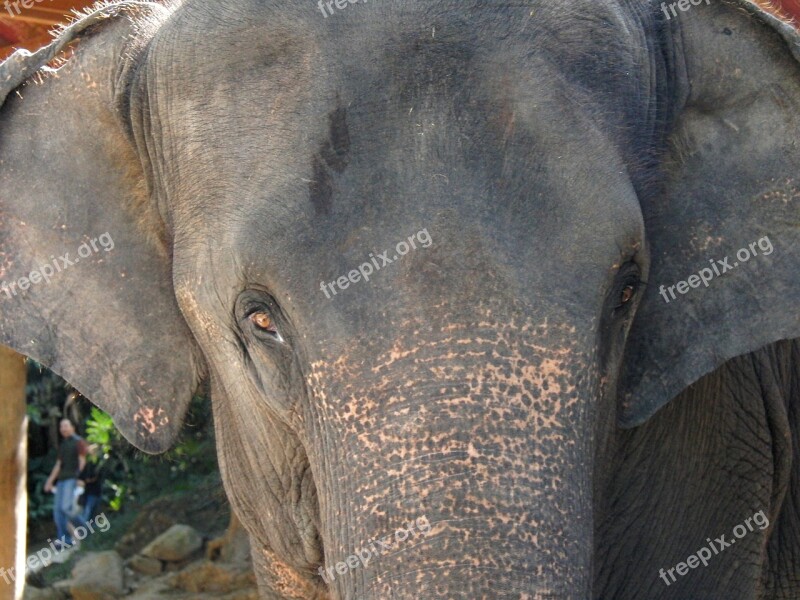 Elephant Animal Asia Head Eye