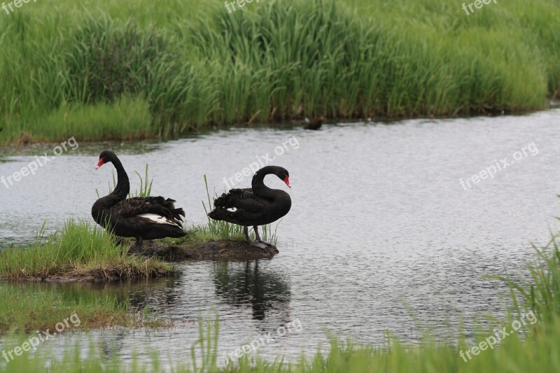 Black Swan Bird Animal Wetlands Free Photos