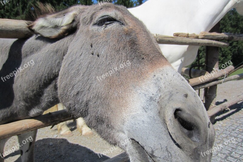 Donkey Zoo Ungulate Head Free Photos