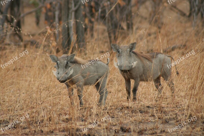 Warthogs Safari African Tanzania Wild