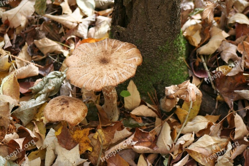 Mushroom Forest Floor Woodland Fungus