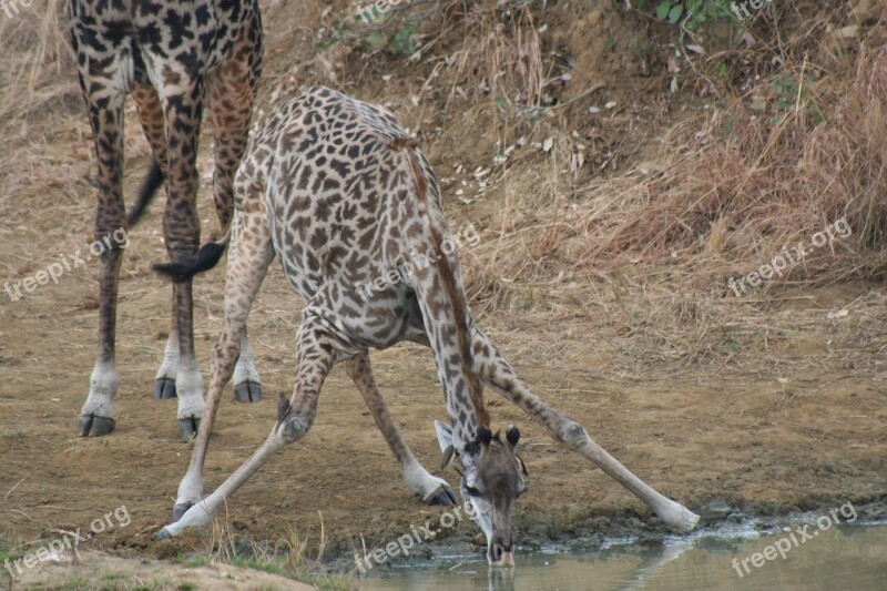 Giraffe Safari African Tanzania Mammal