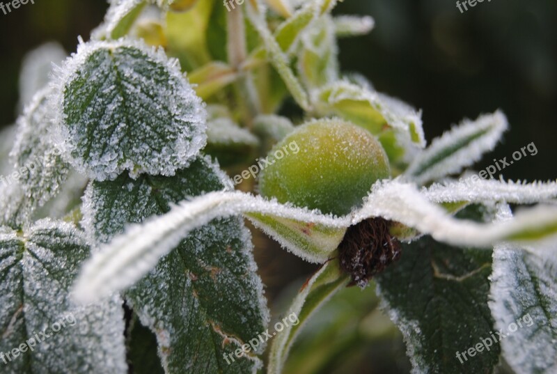 Frost Rose Hips Cold Free Photos