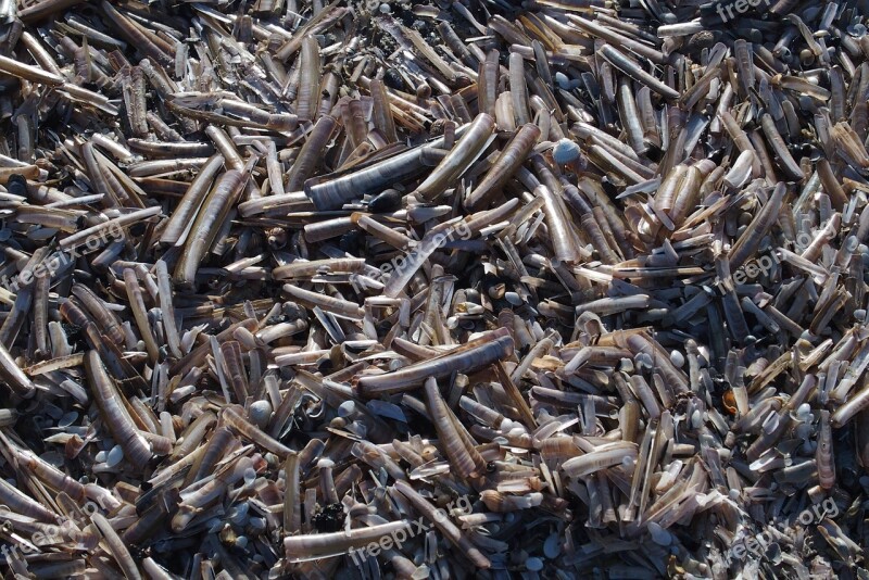 Razor Shells Shells Beach Sea Shore