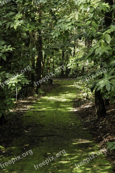 Path Tree Forest Landscape Foliage