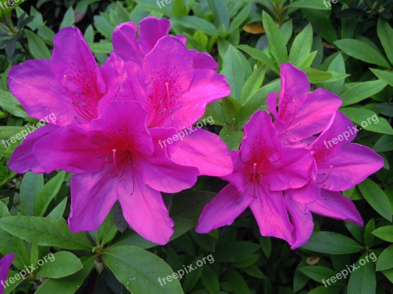 Du 鵑 Flowers Azaleas Purple Mapping Mountain Red Spring