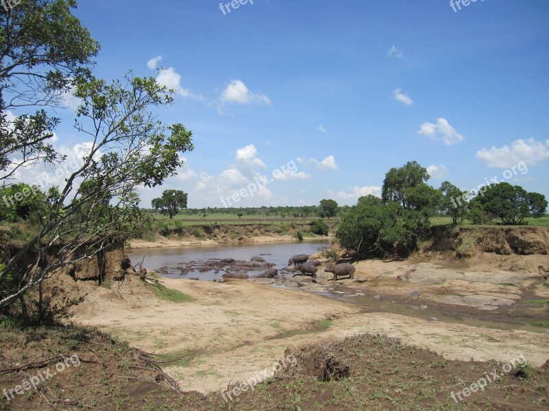 Kenya Safari Hippo Wildlife Nature