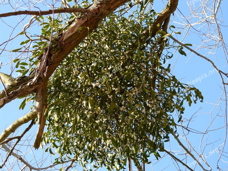 Mistletoe Parasite Parasitic Tree Tree Mistletoe Berry