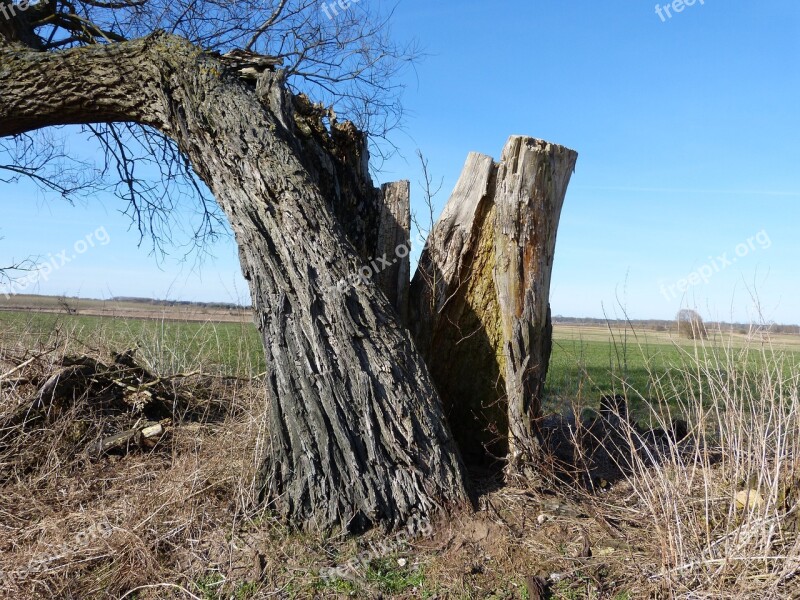 Tree Lightning Weft Broken Split Landscape